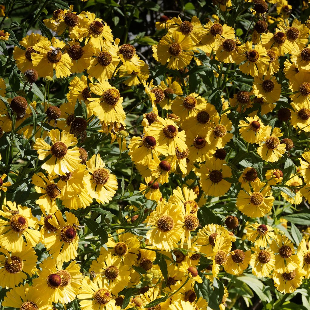 Helenium automnale Pumilum Magnificum