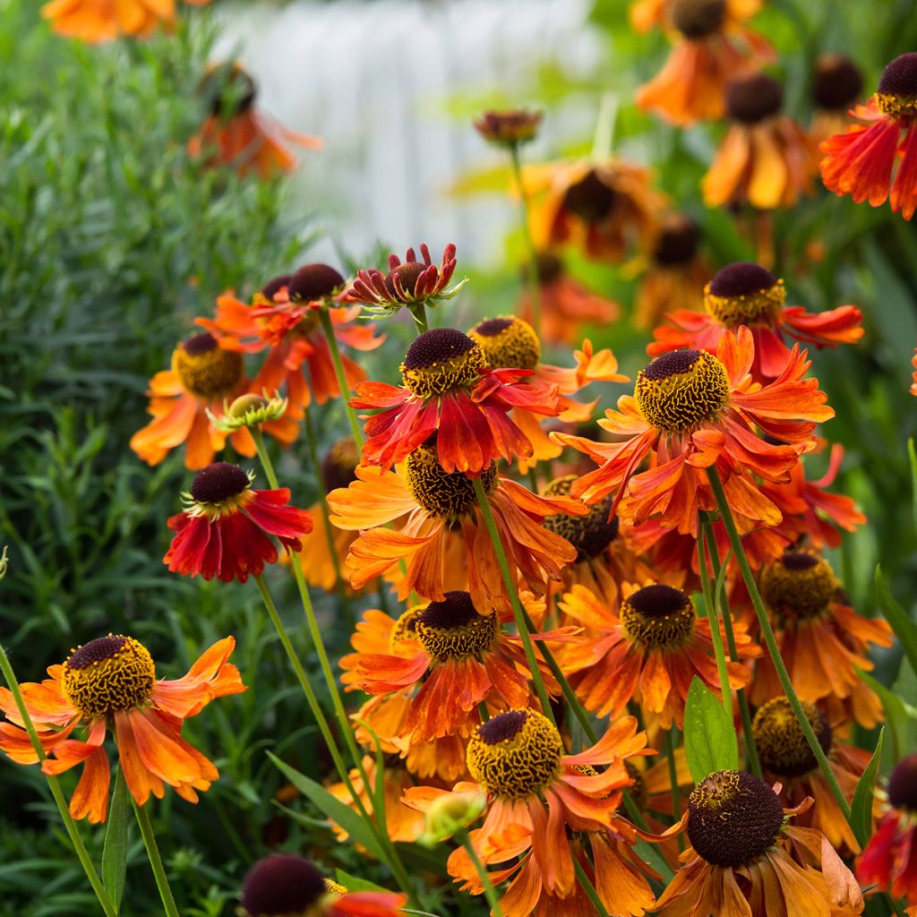 Helenium Moerheim Beauty