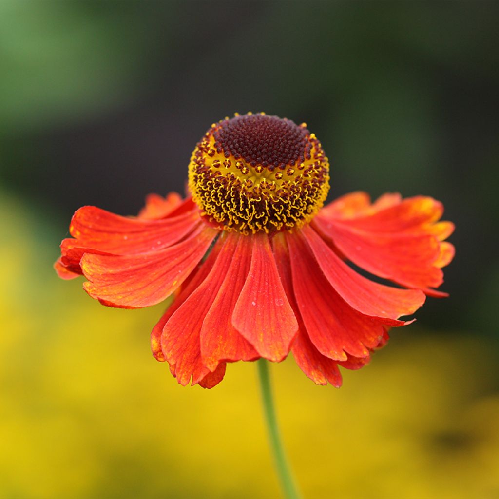 Helenium Moerheim Beauty