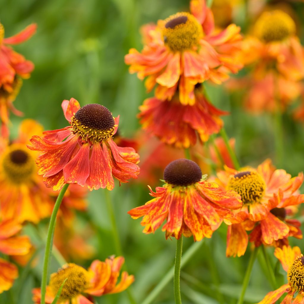 Helenium Moerheim Beauty