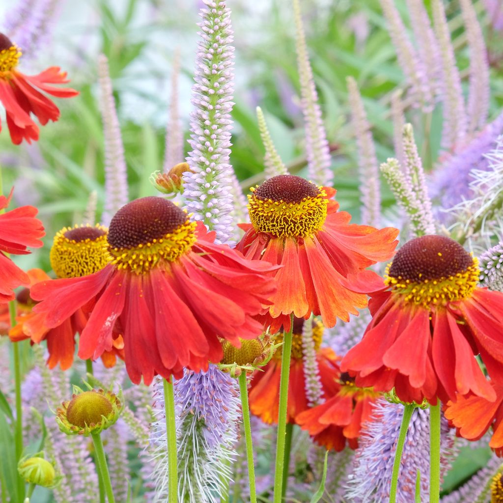 Helenium Moerheim Beauty