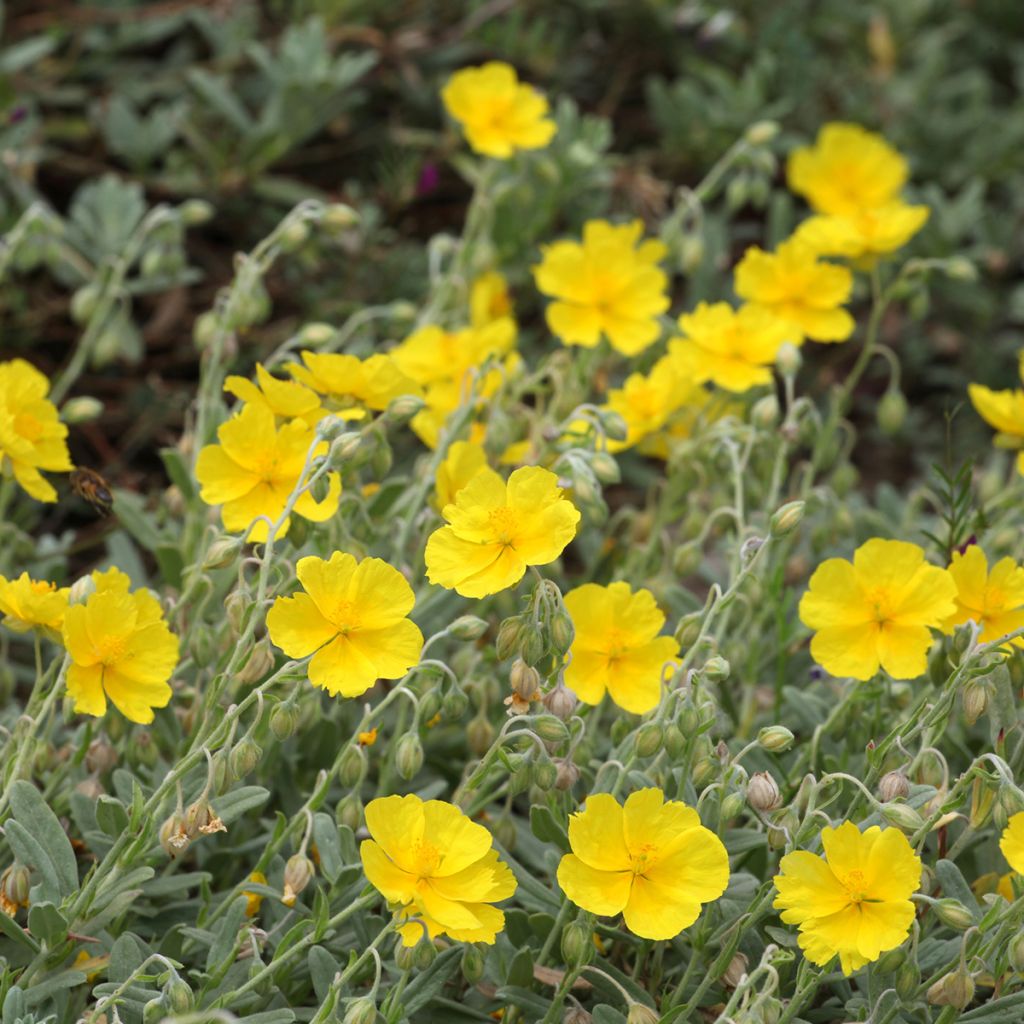 Helianthemum Wisley Primrose