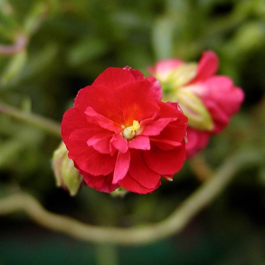 Helianthemum Cerise Queen