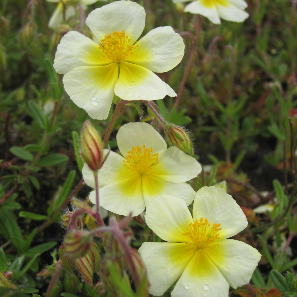 Hélianthème - Helianthemum Elfenbeinglanz