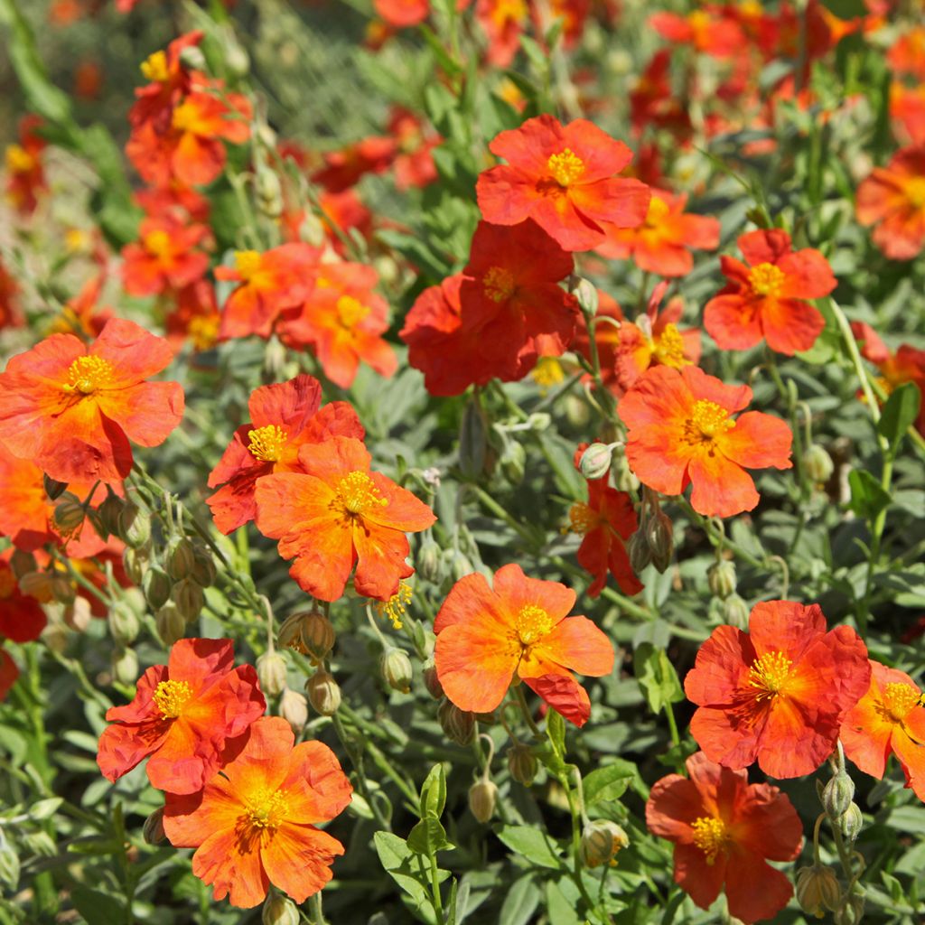 Helianthemum Fire Dragon