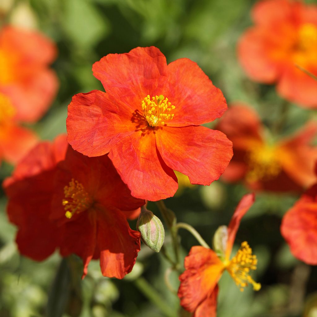 Helianthemum Fire Dragon