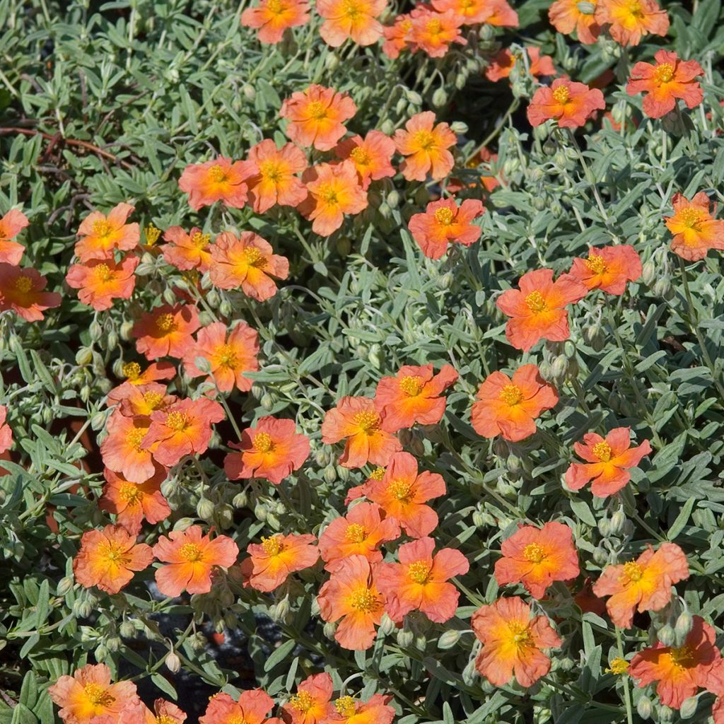 Helianthemum Fire Dragon