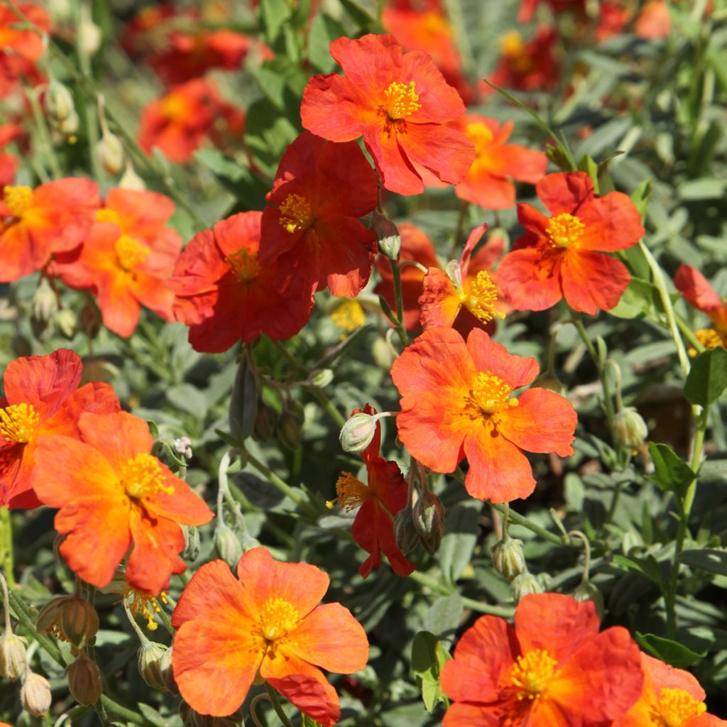 Helianthemum Fire Dragon