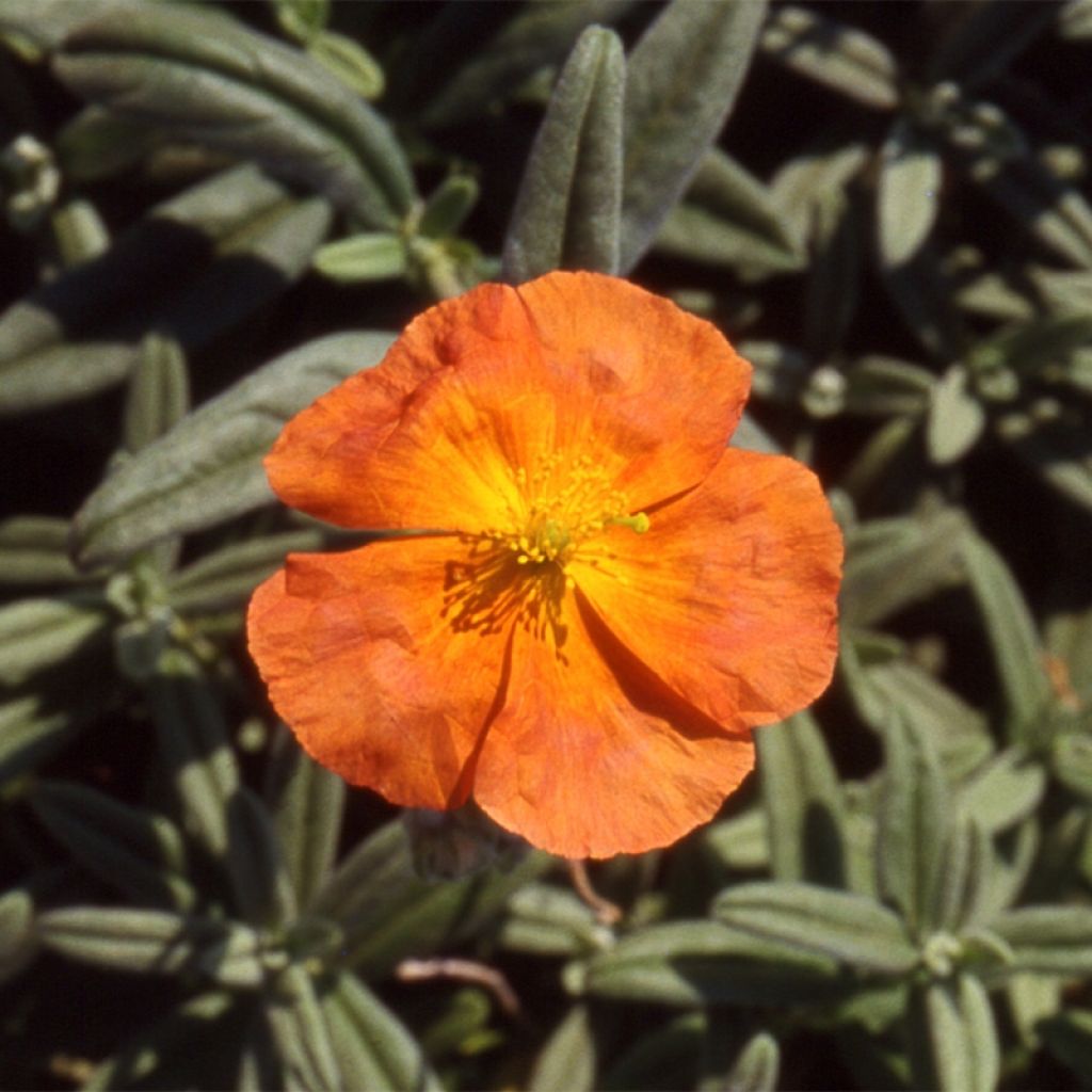 Helianthemum Fire Dragon - Hélianthème orange et rouge