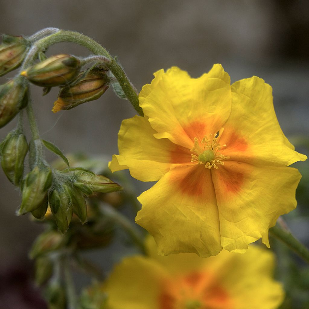 Helianthemum Golden Queen - Hélianthème