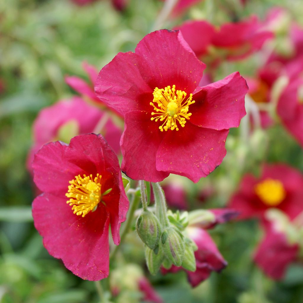 Helianthemum Hartswood Ruby