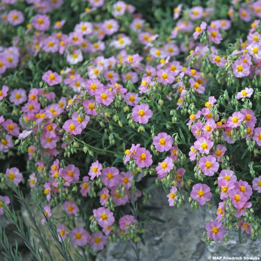 Hélianthème - Helianthemum Lawrenson's Pink