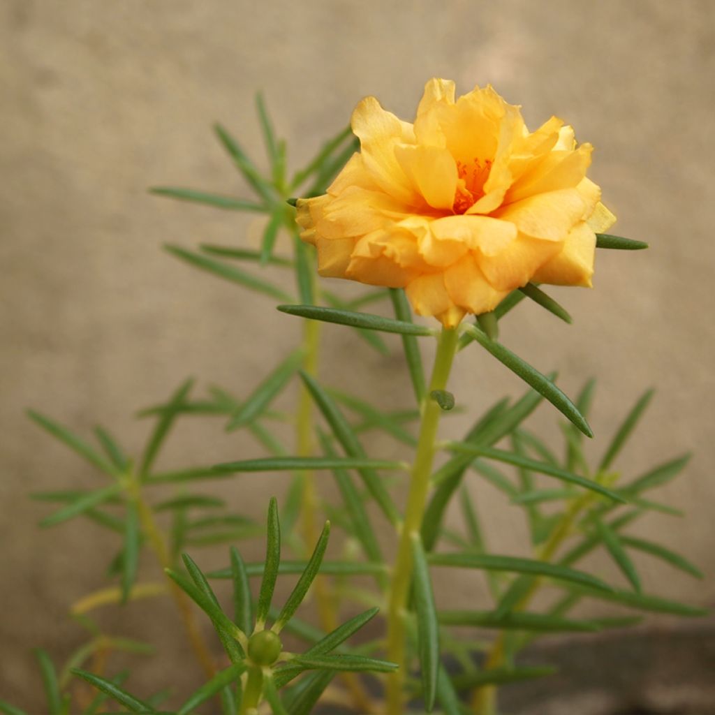 Helianthemum Orange Double