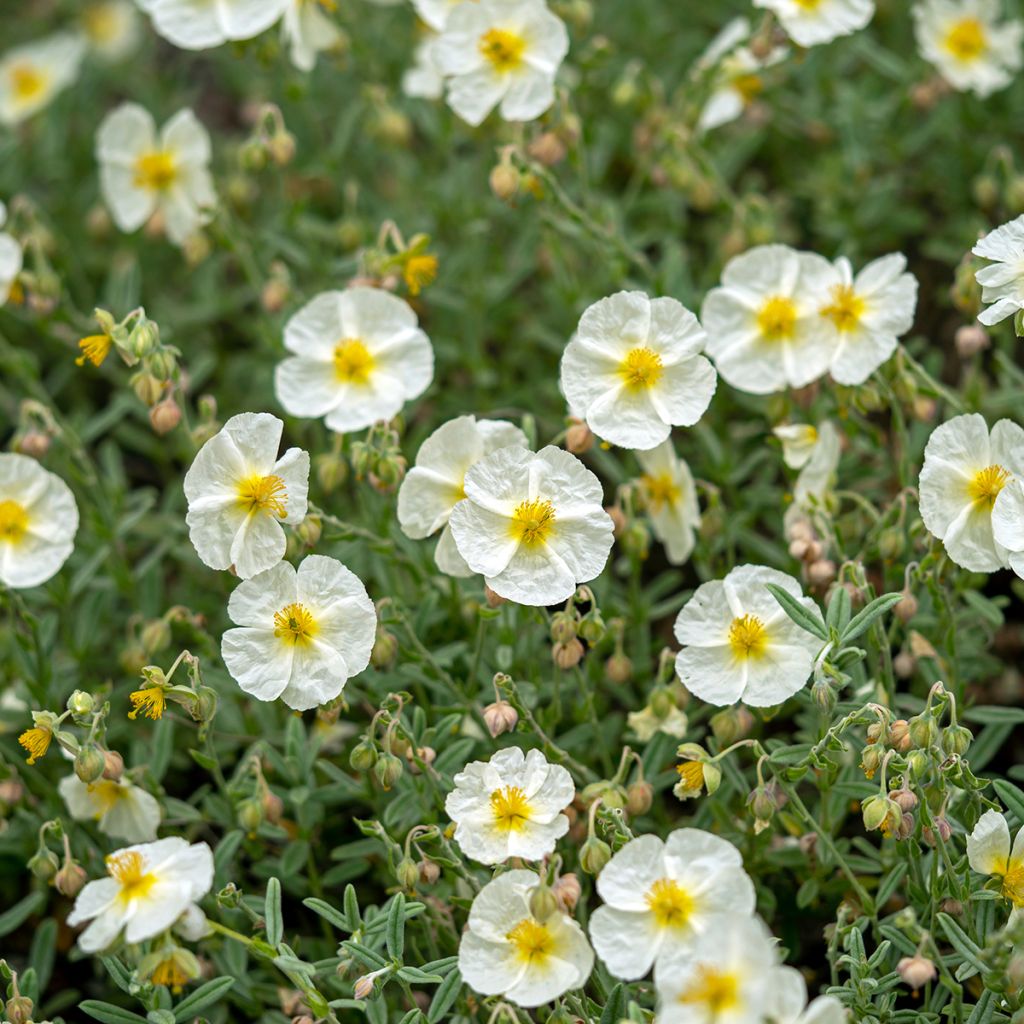 Helianthemum The Bride