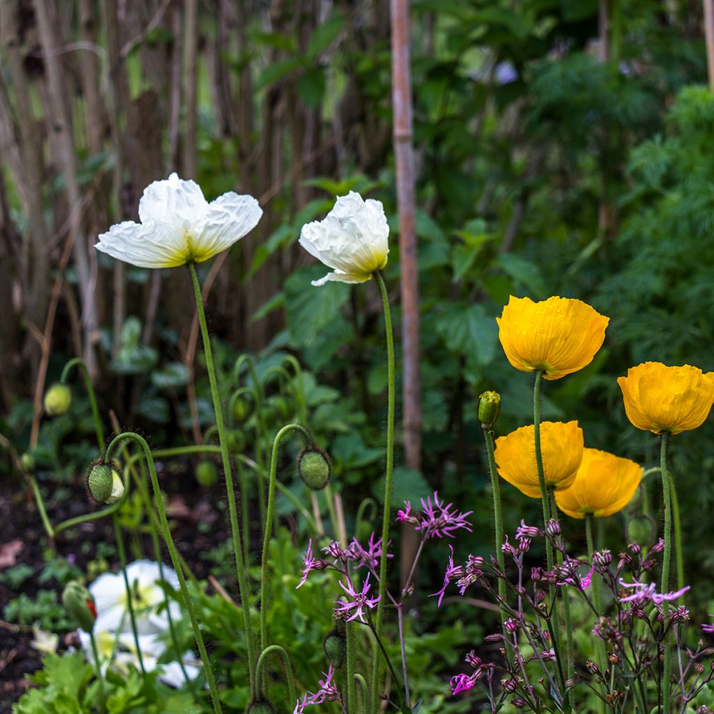 Helianthemum The Bride