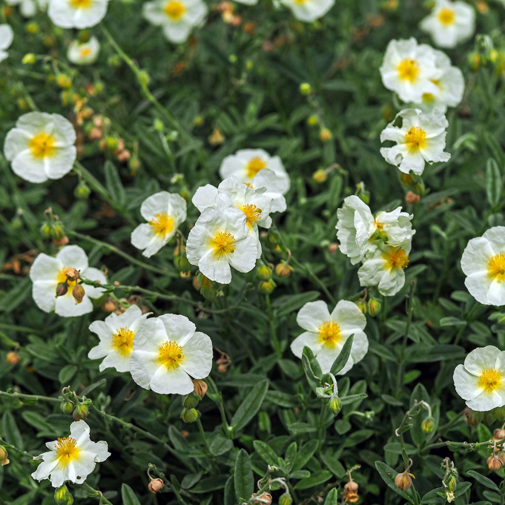 Helianthemum The Bride