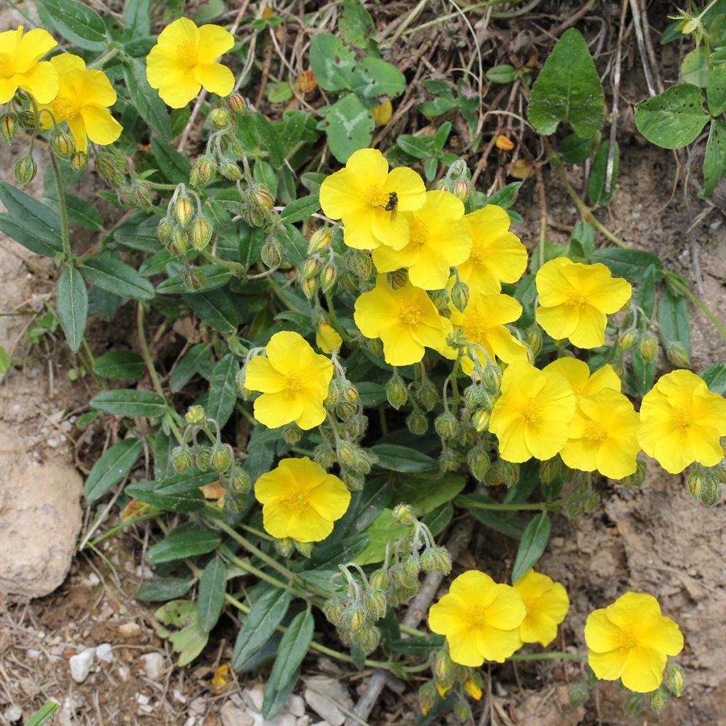 Helianthemum nummularium