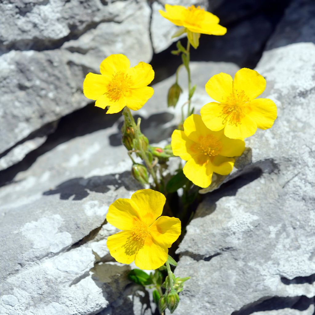 Helianthemum nummularium