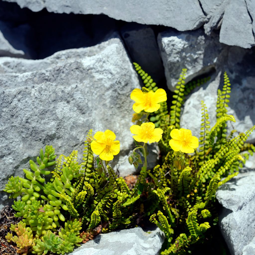 Helianthemum nummularium