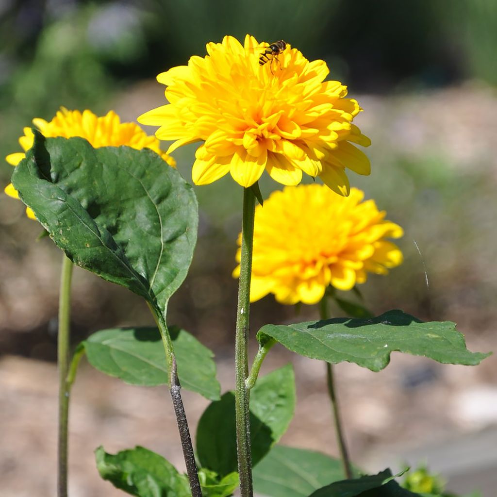 Helianthus Sunshine Daydream