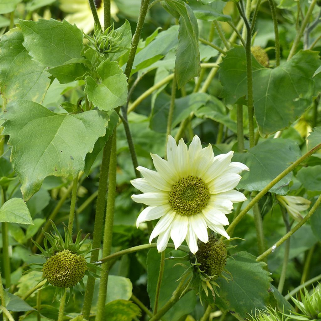 Helianthus debilis Italian Green Heart