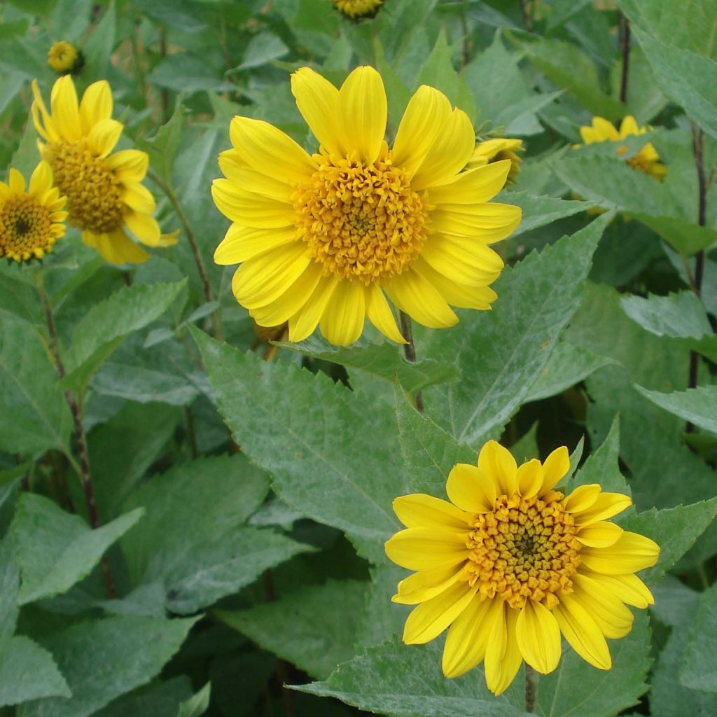 Helianthus decapetalus Capenoch Star