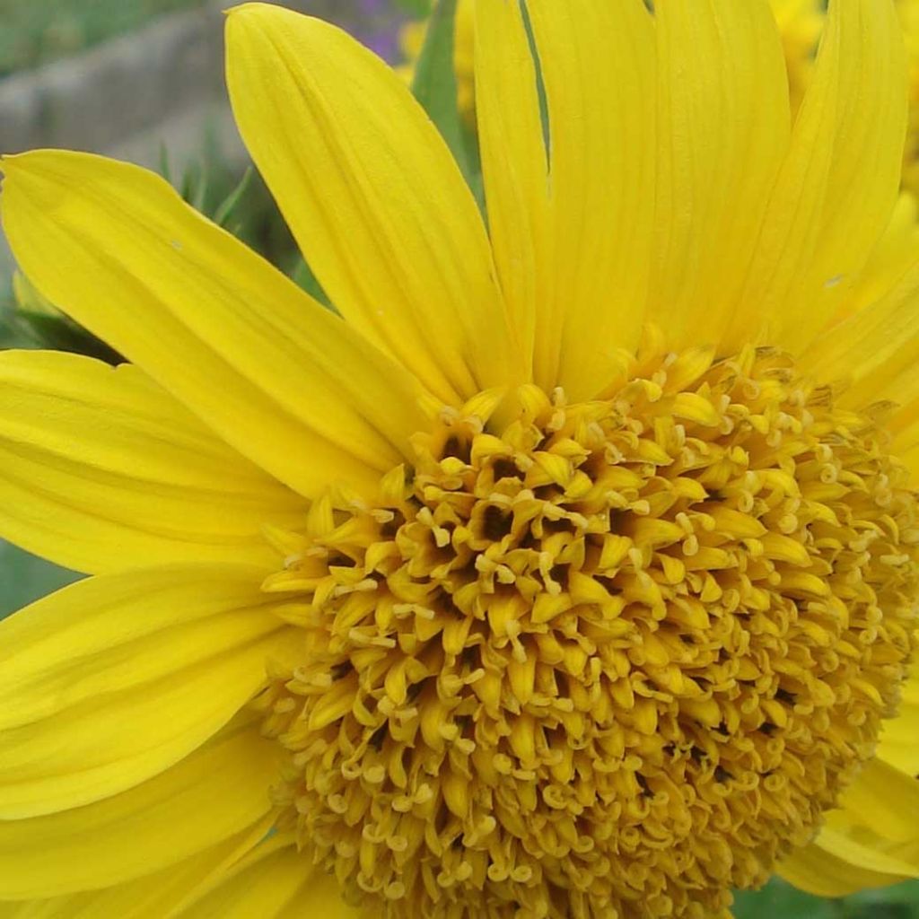 Helianthus decapetalus Capenoch Star