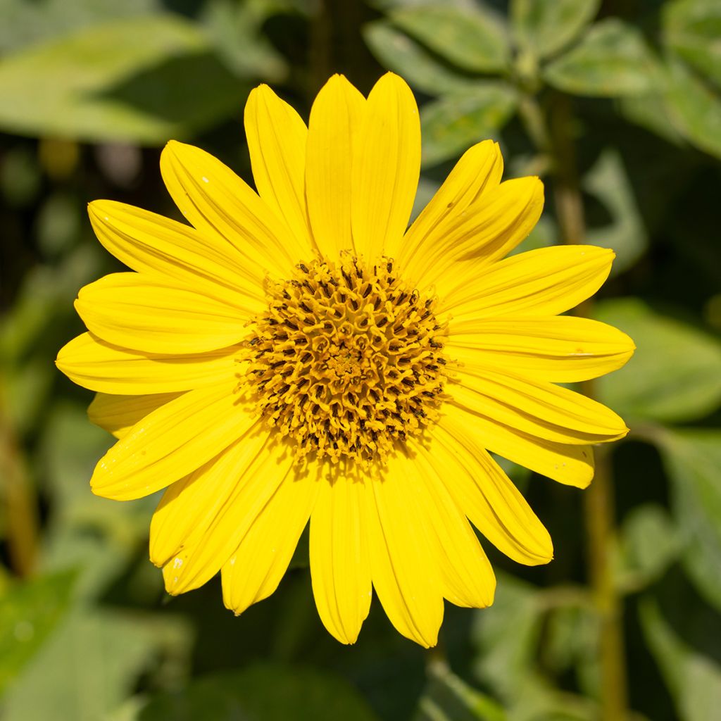 Helianthus decapetalus Capenoch Star