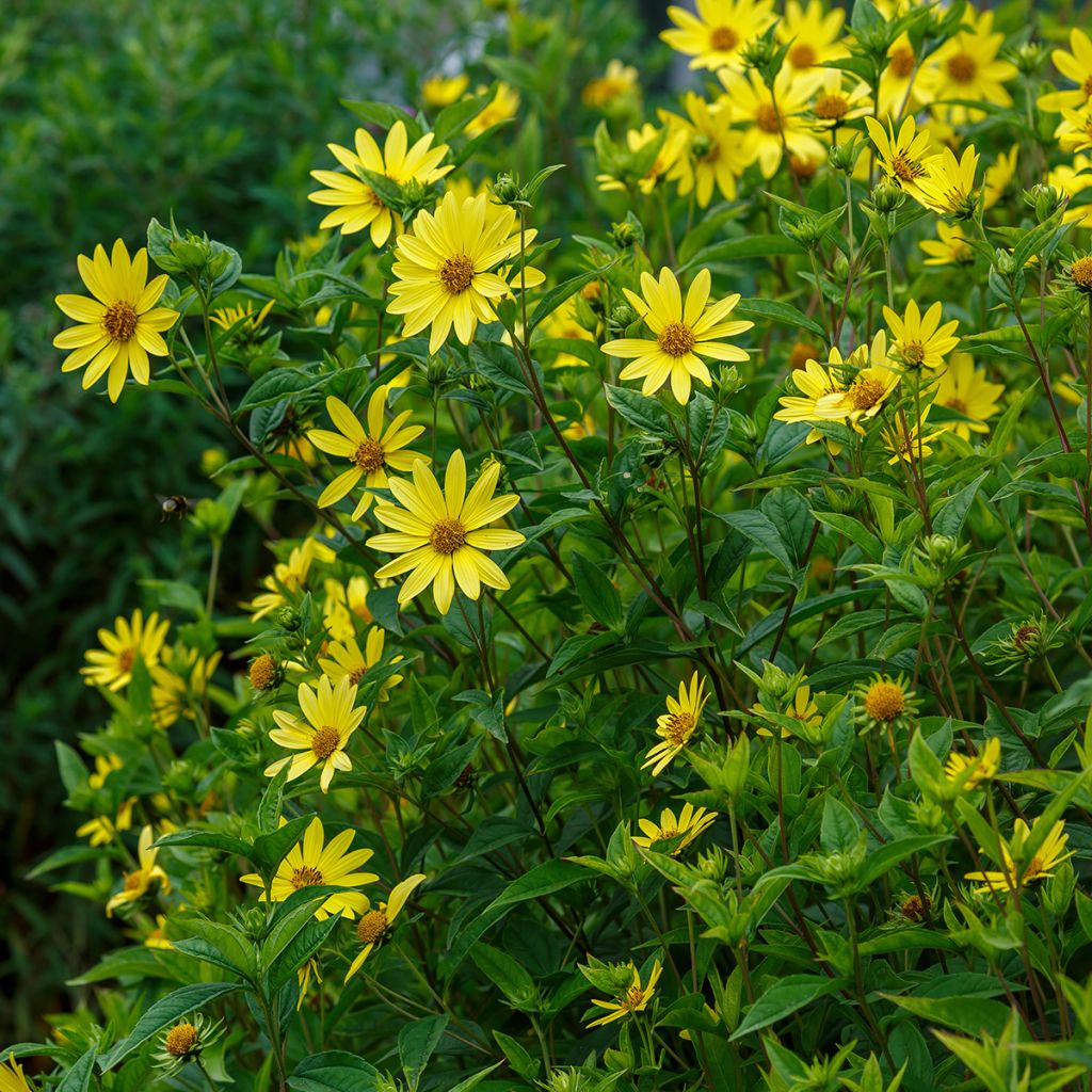 Helianthus Lemon Queen