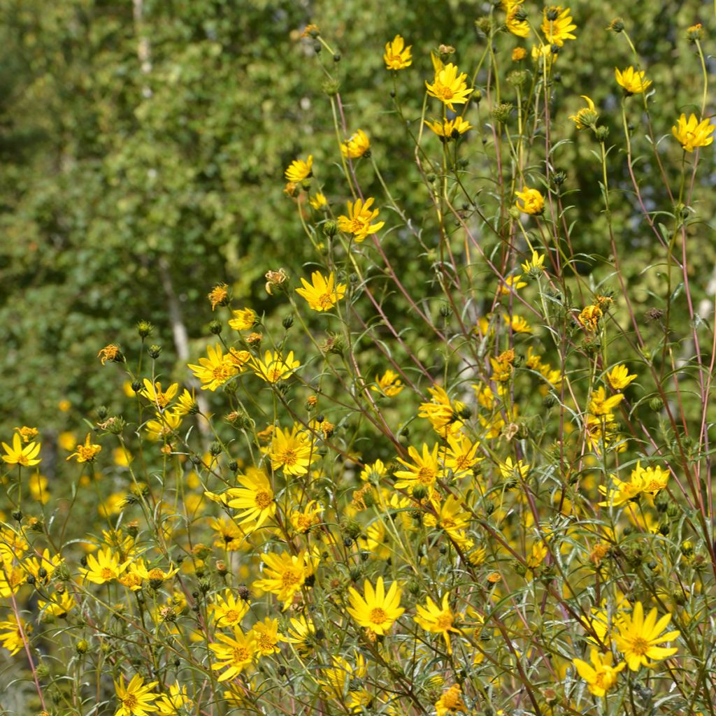 Helianthus Lemon Queen