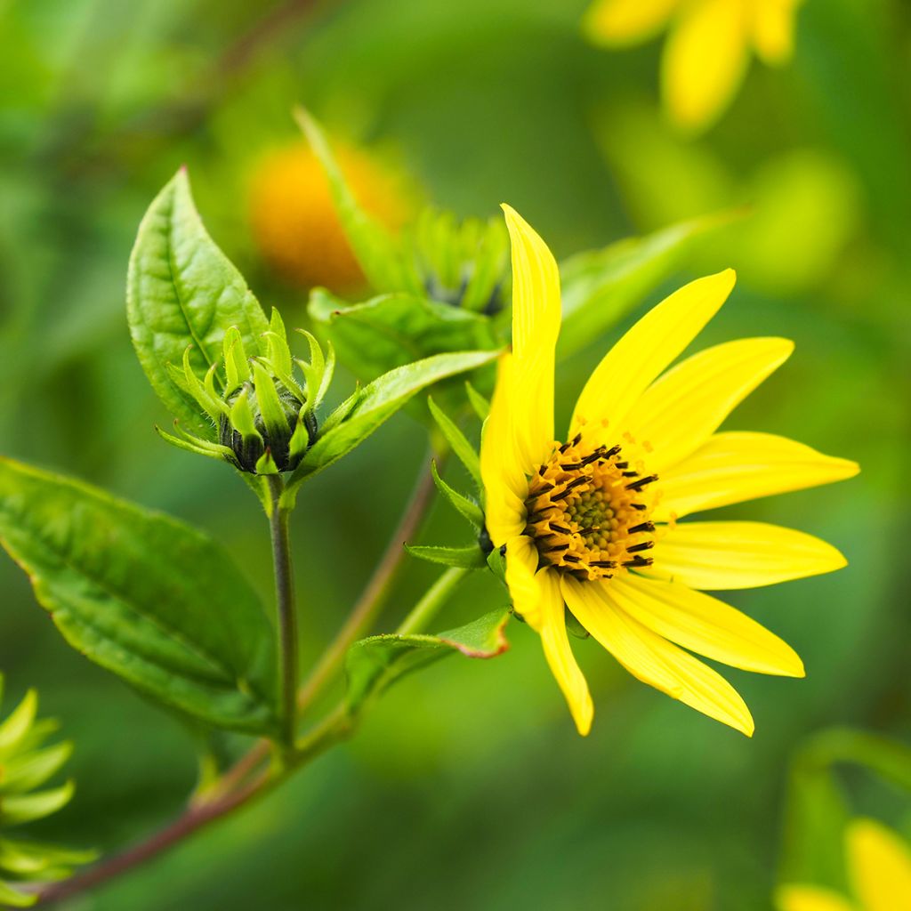 Helianthus Lemon Queen