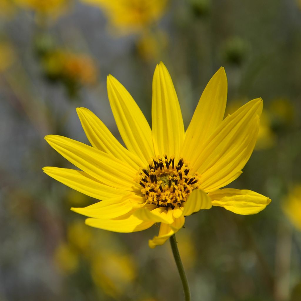 Helianthus Lemon Queen