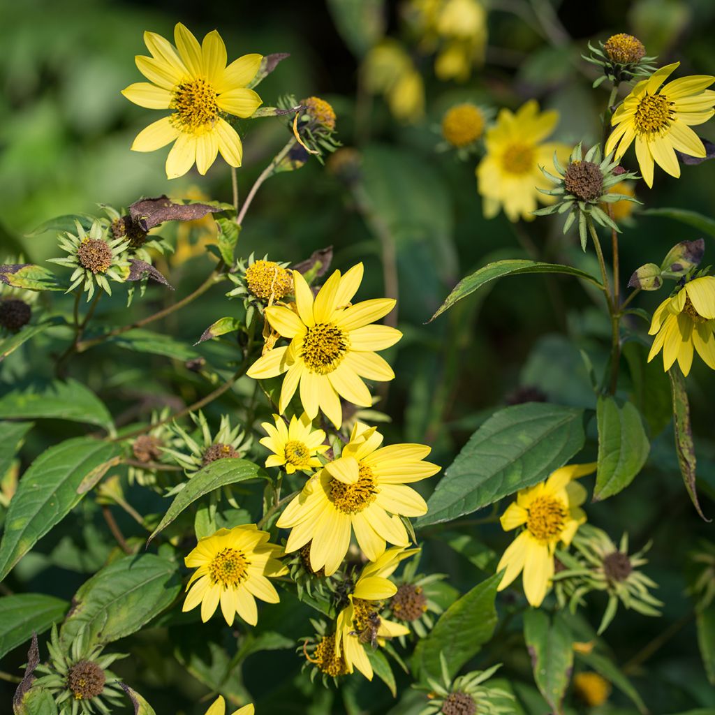 Helianthus microcephalus