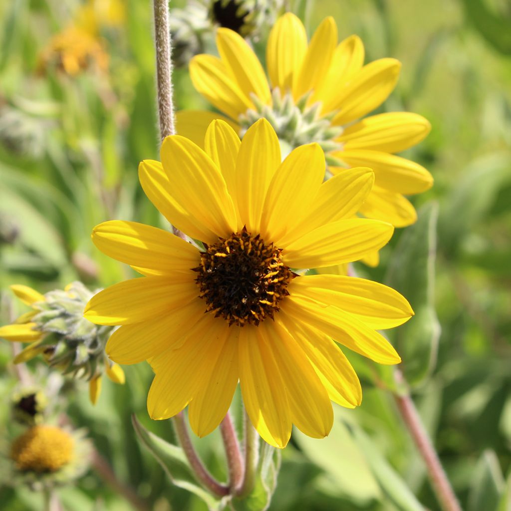 Helianthus mollis - Girasol áspero