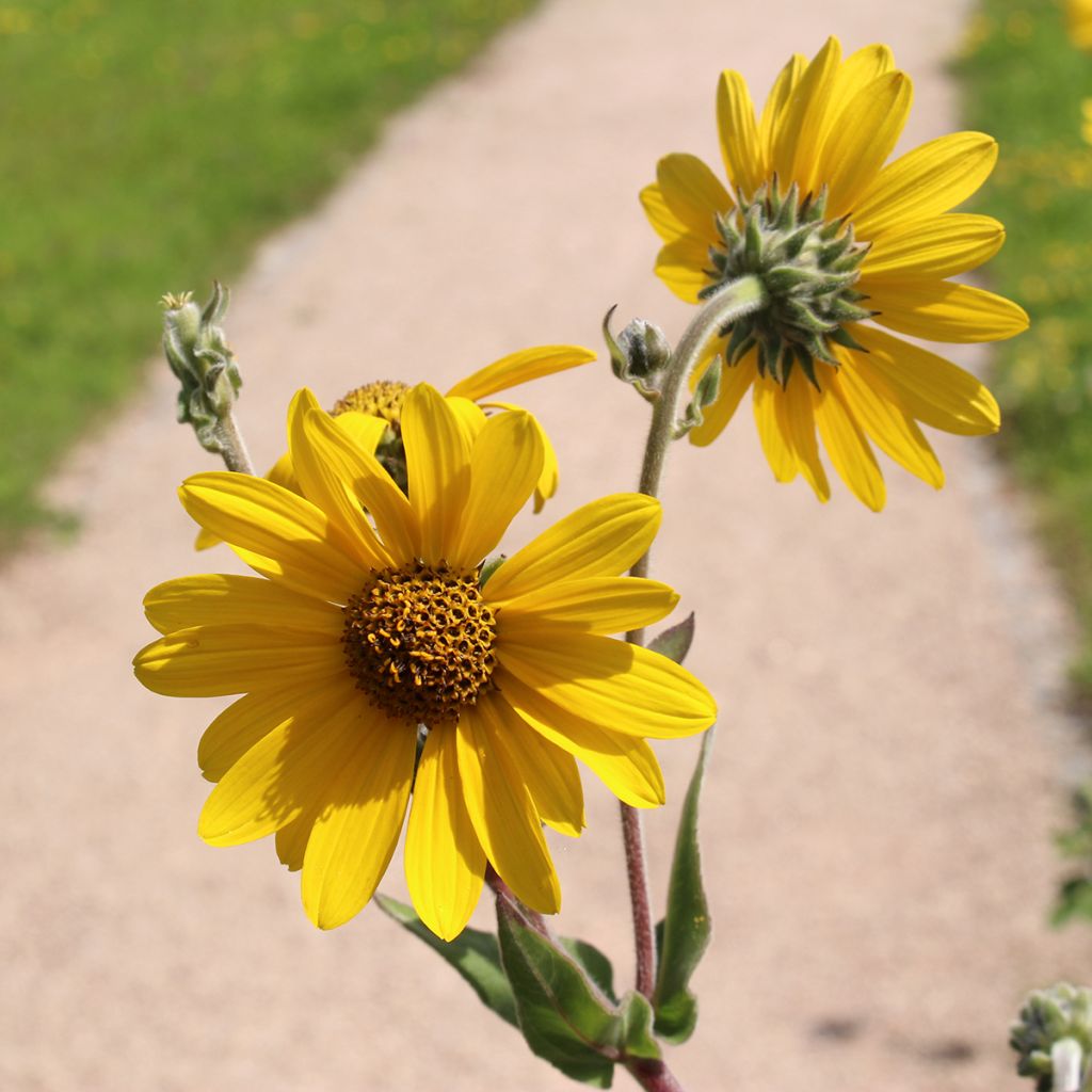 Helianthus mollis - Girasol áspero