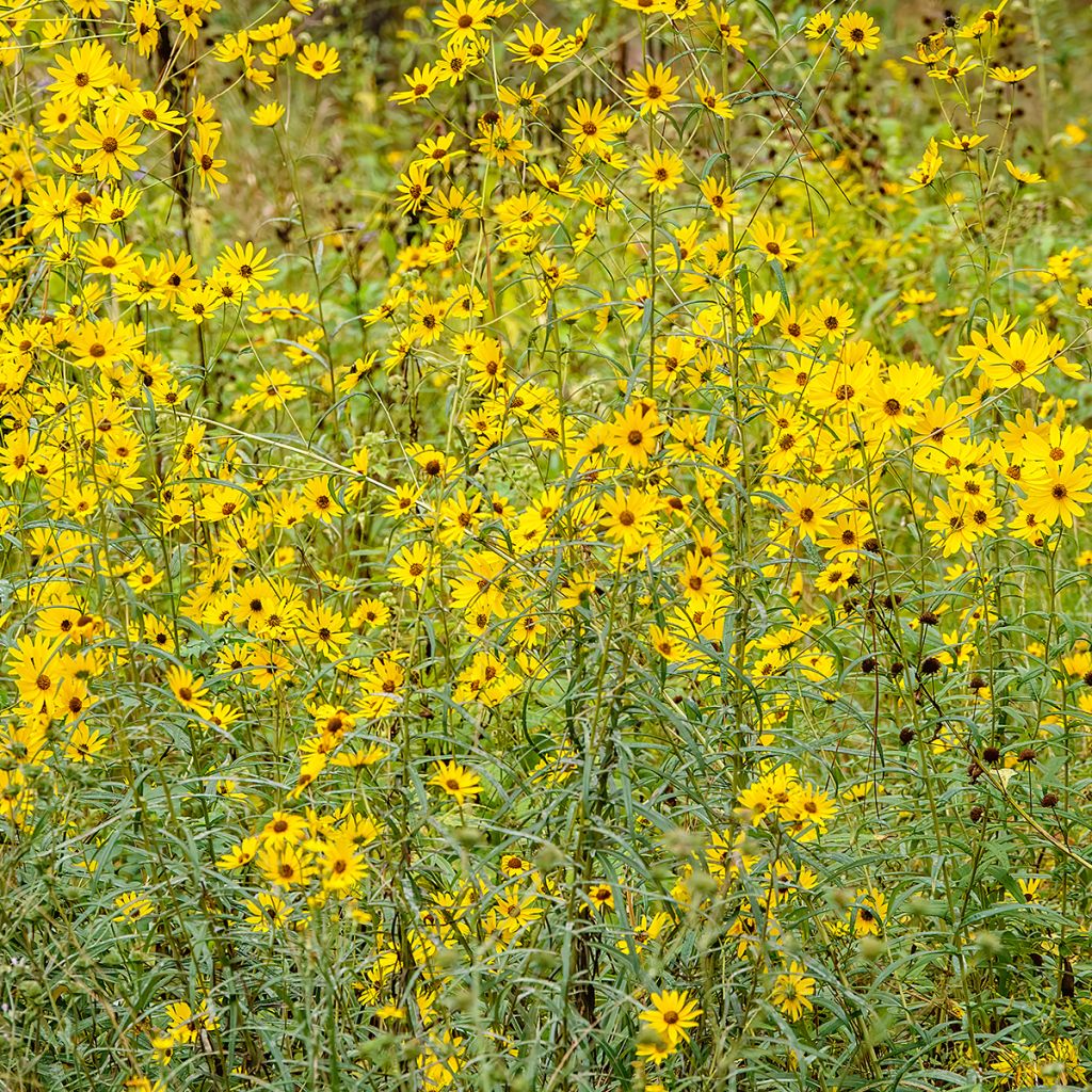 Helianthus salicifolius - Girasol de hojas de sauce