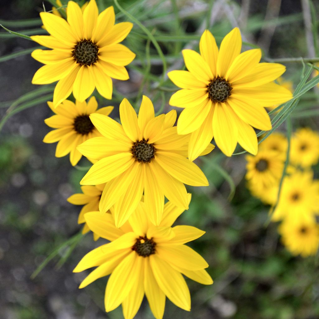 Helianthus salicifolius - Girasol de hojas de sauce