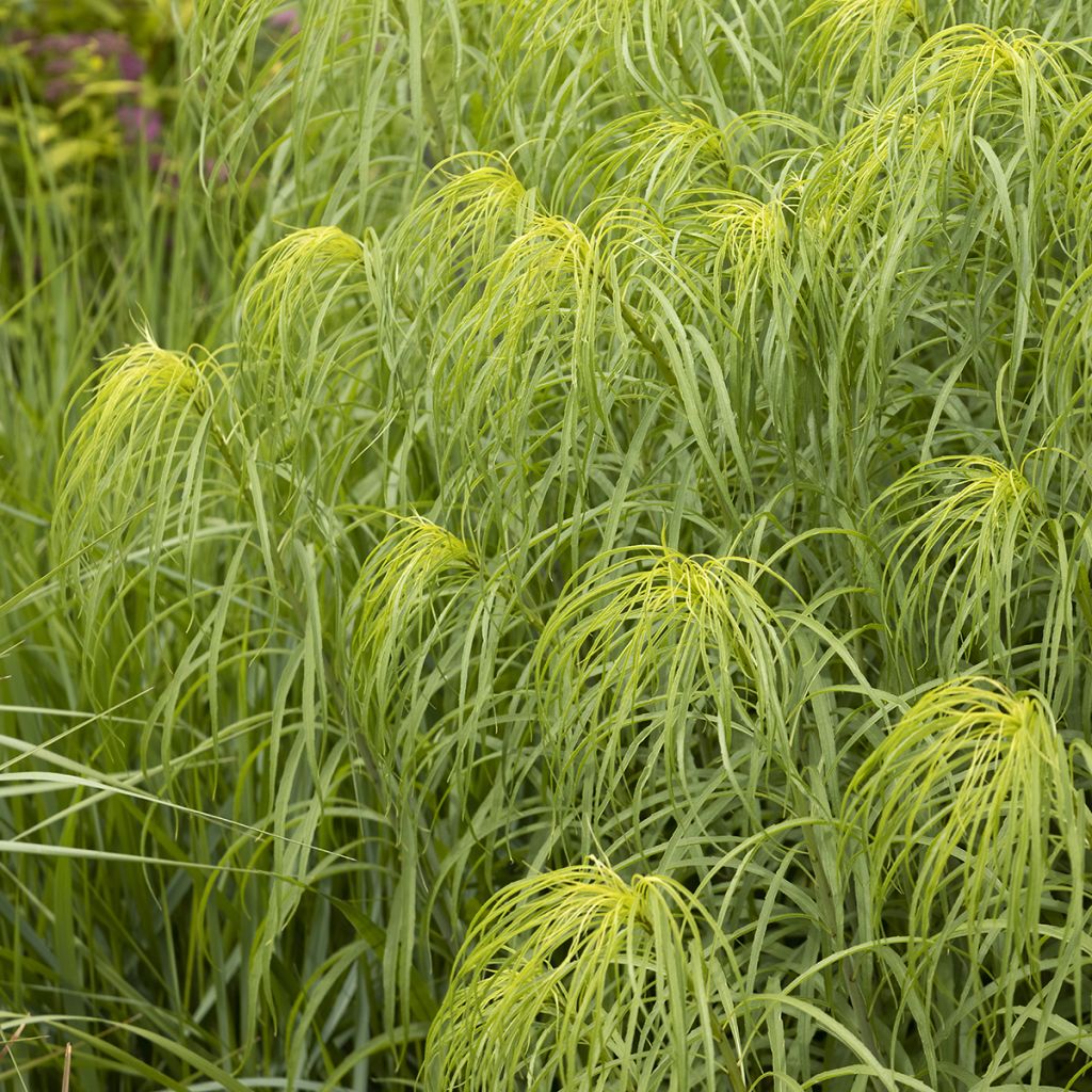 Helianthus salicifolius - Girasol de hojas de sauce