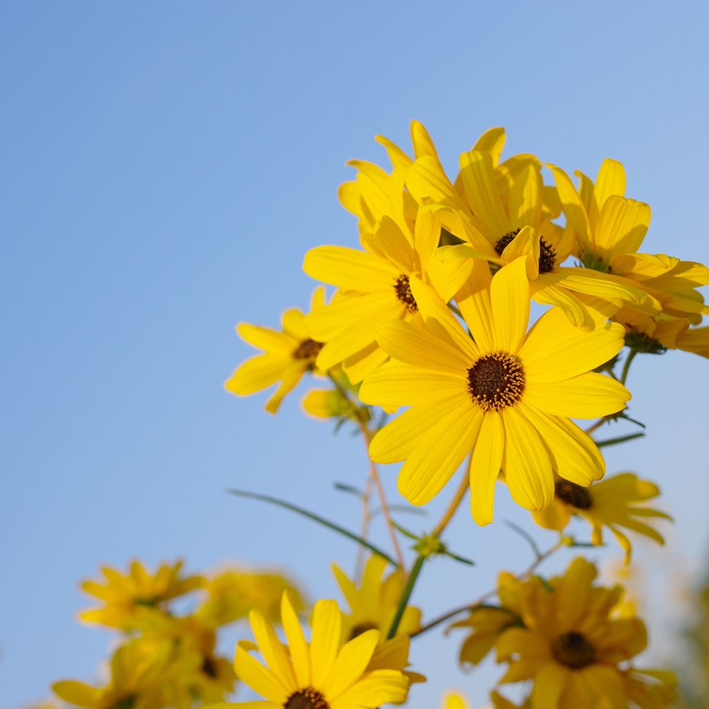 Helianthus salicifolius - Girasol de hojas de sauce