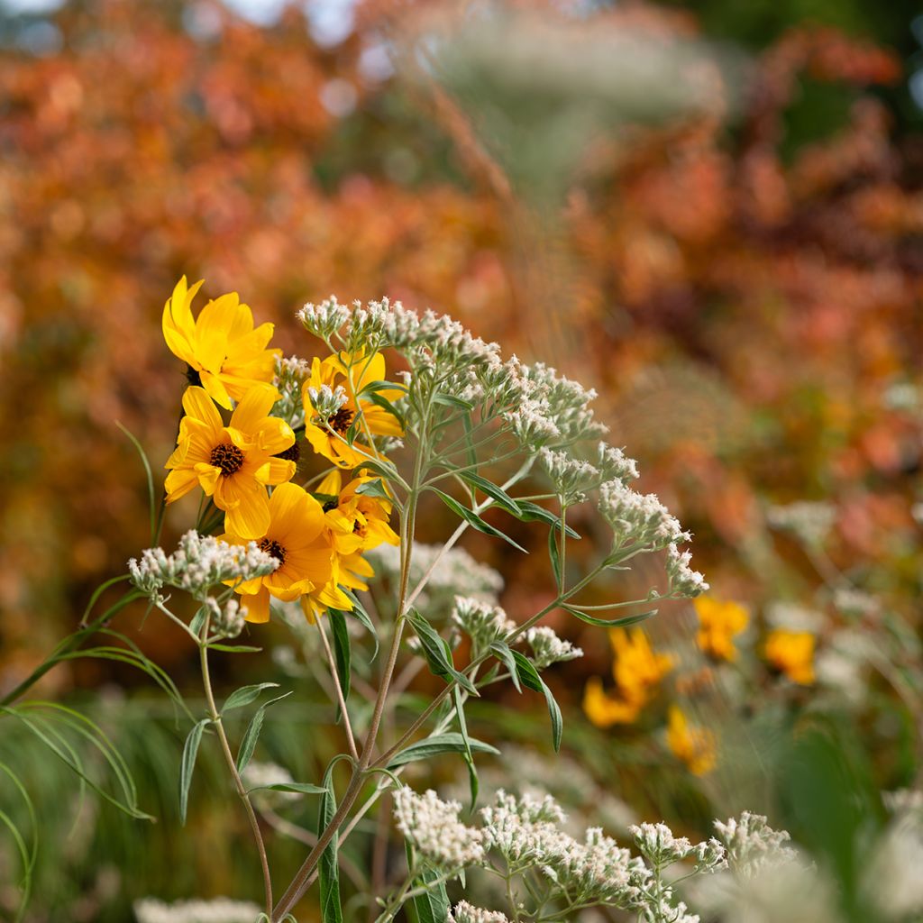 Helianthus salicifolius - Girasol de hojas de sauce