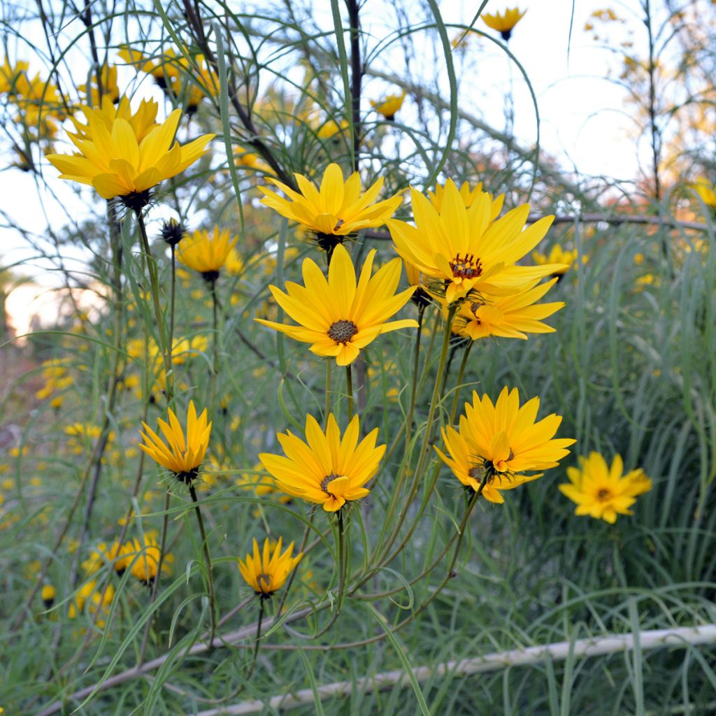 Helianthus salicifolius - Girasol de hojas de sauce