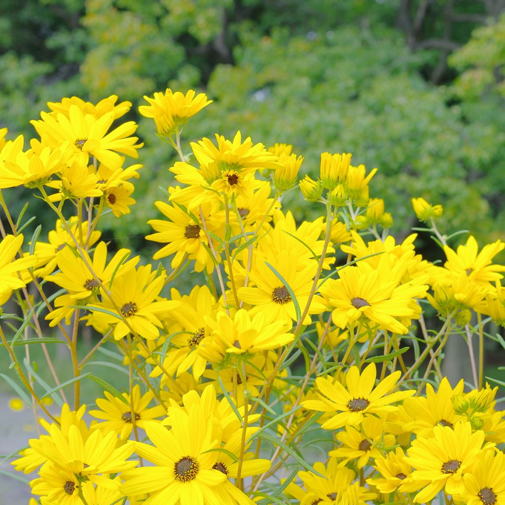 Helianthus salicifolius - Girasol de hojas de sauce