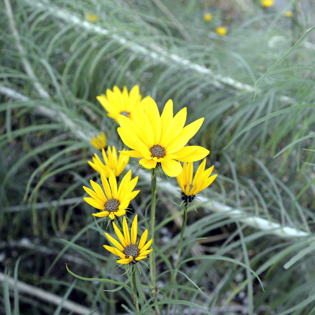 Helianthus salicifolius - Girasol de hojas de sauce