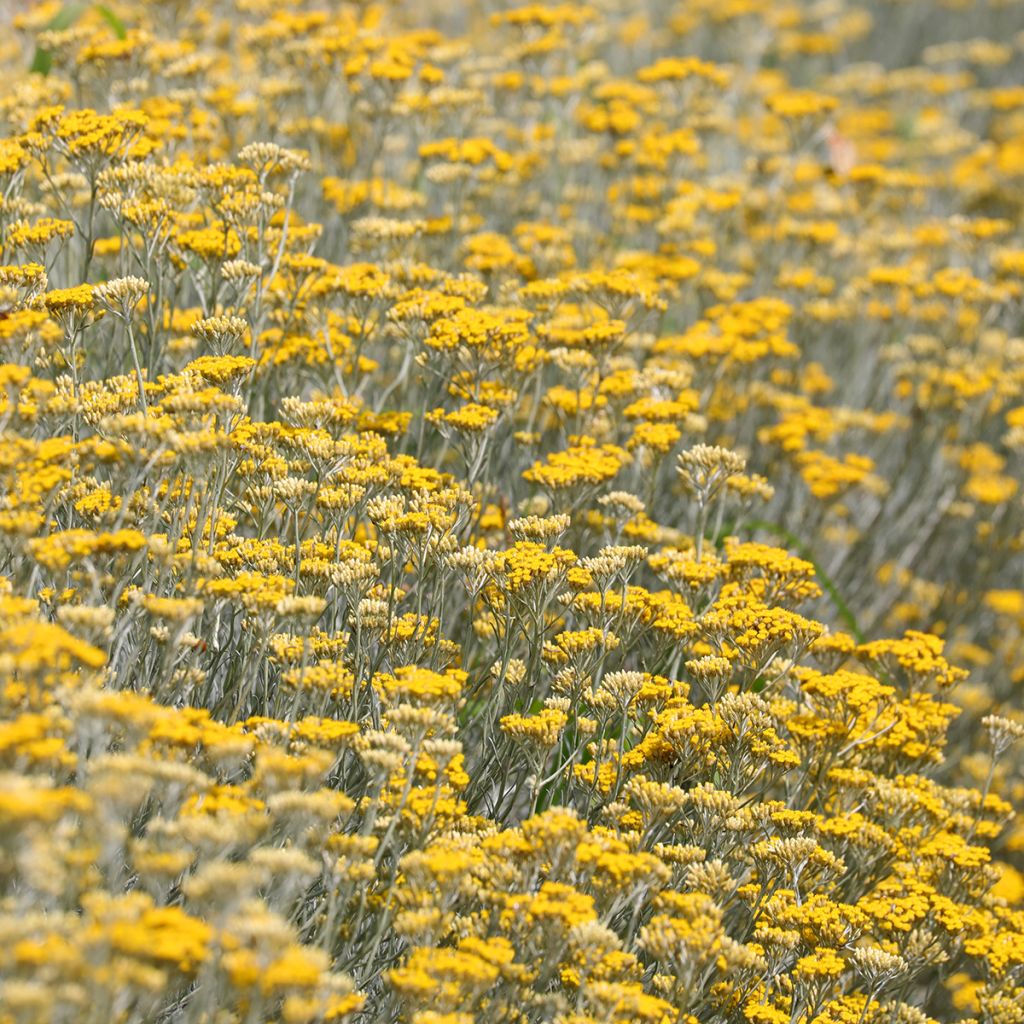 Curry - Helichrysum italicum