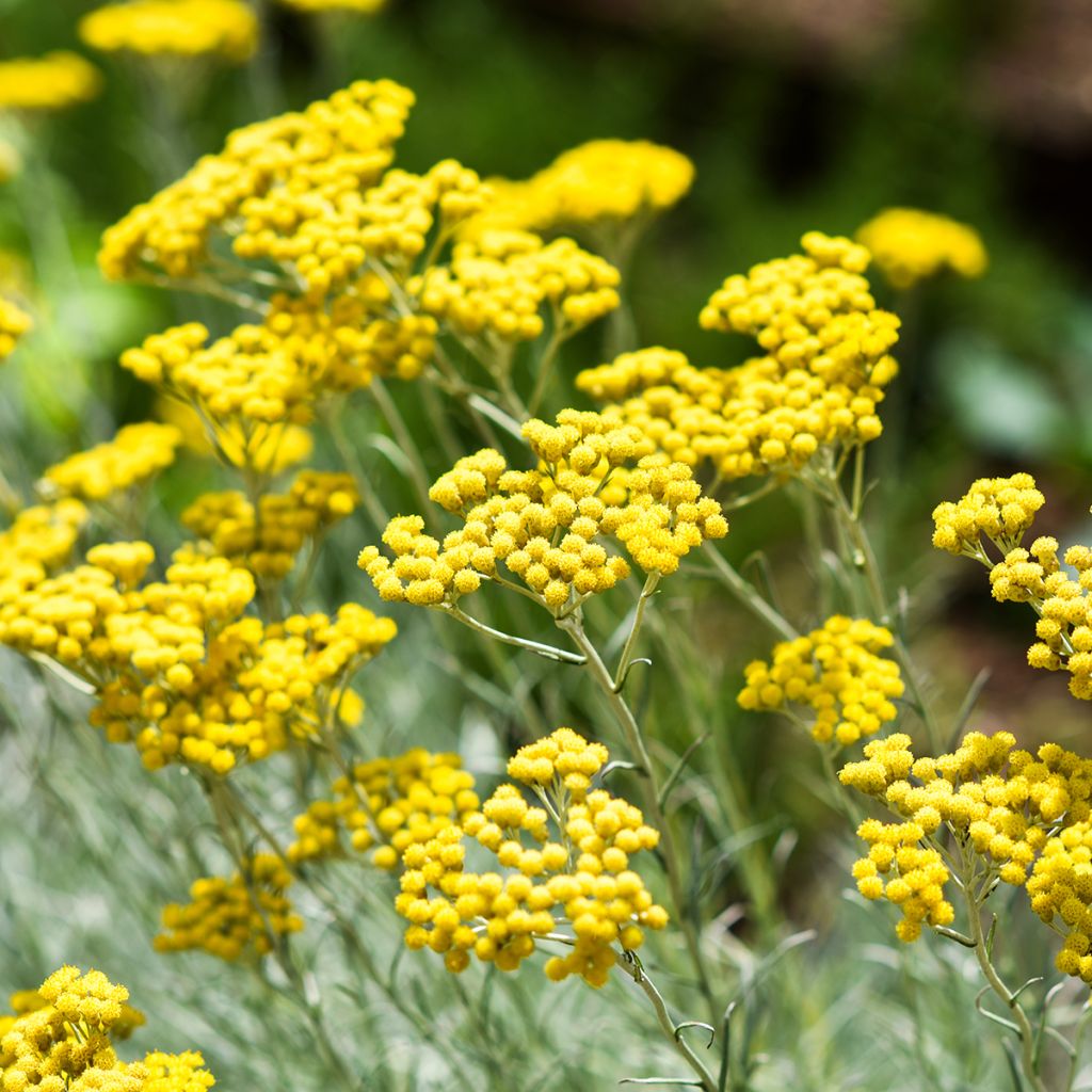 Curry - Helichrysum italicum