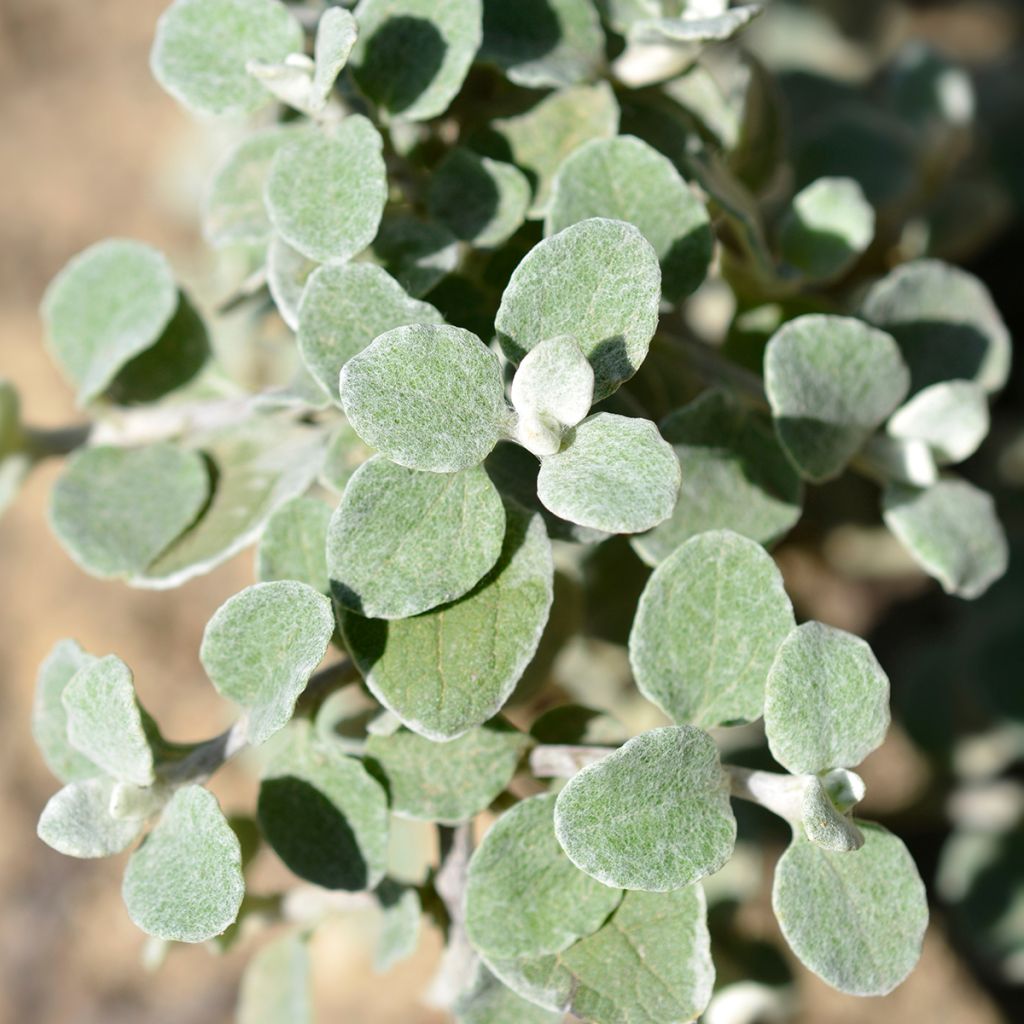 Helichrysum petiolare Silver