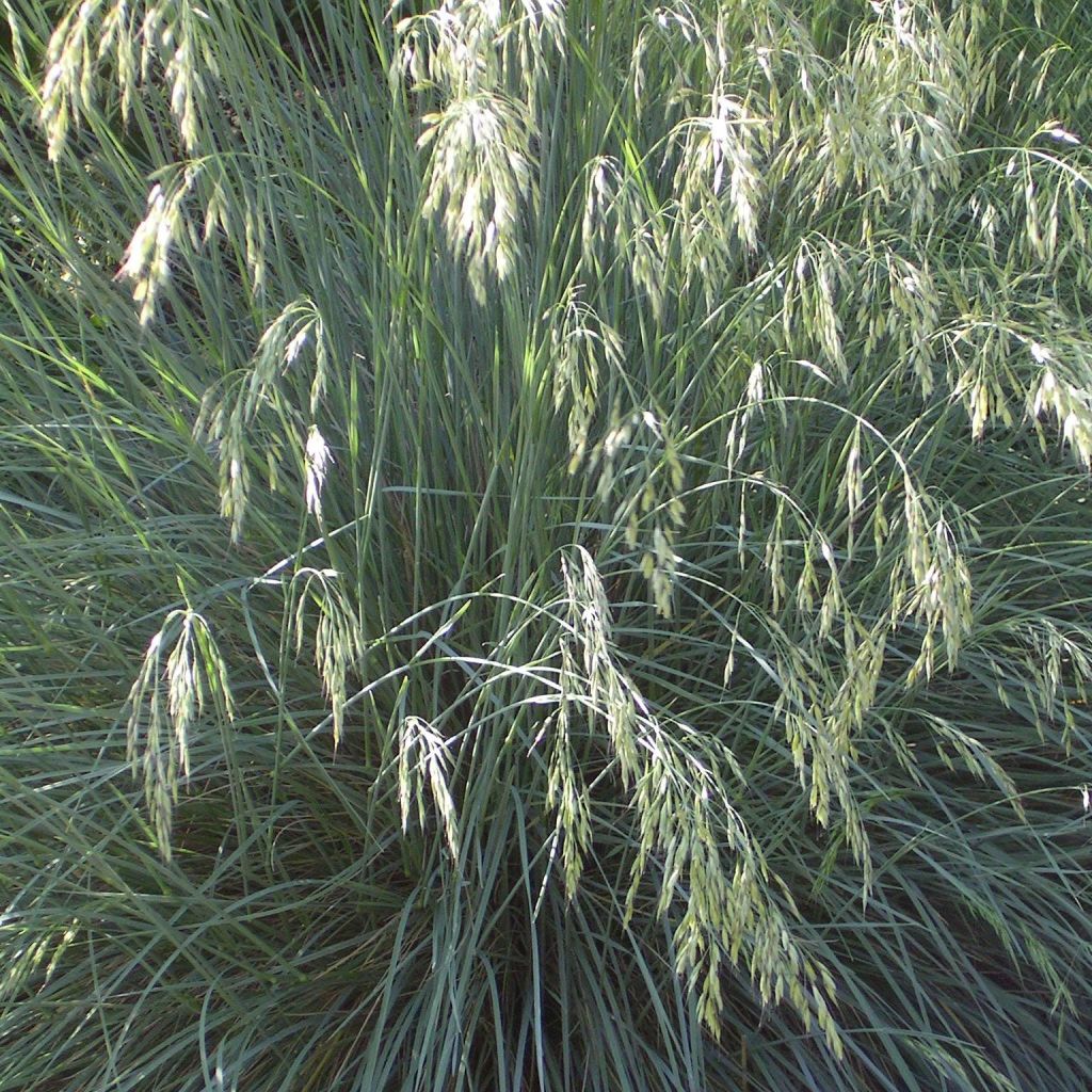 Helictotrichon sempervirens - Avena Azul