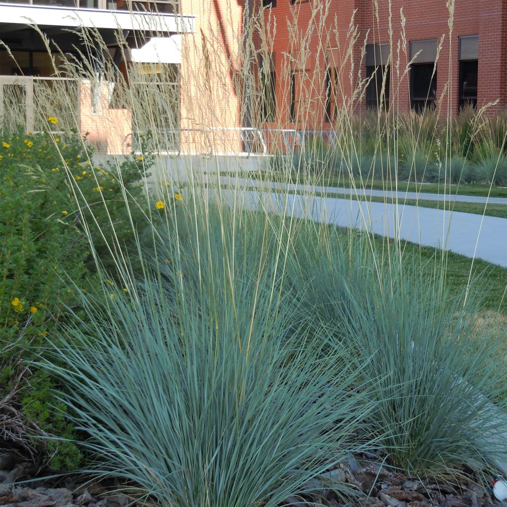 Helictotrichon sempervirens - Avena Azul