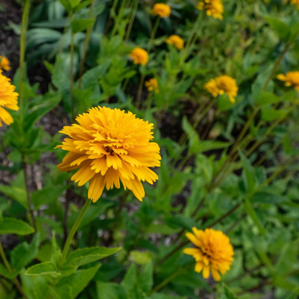 Heliopsis helianthoides Asahi