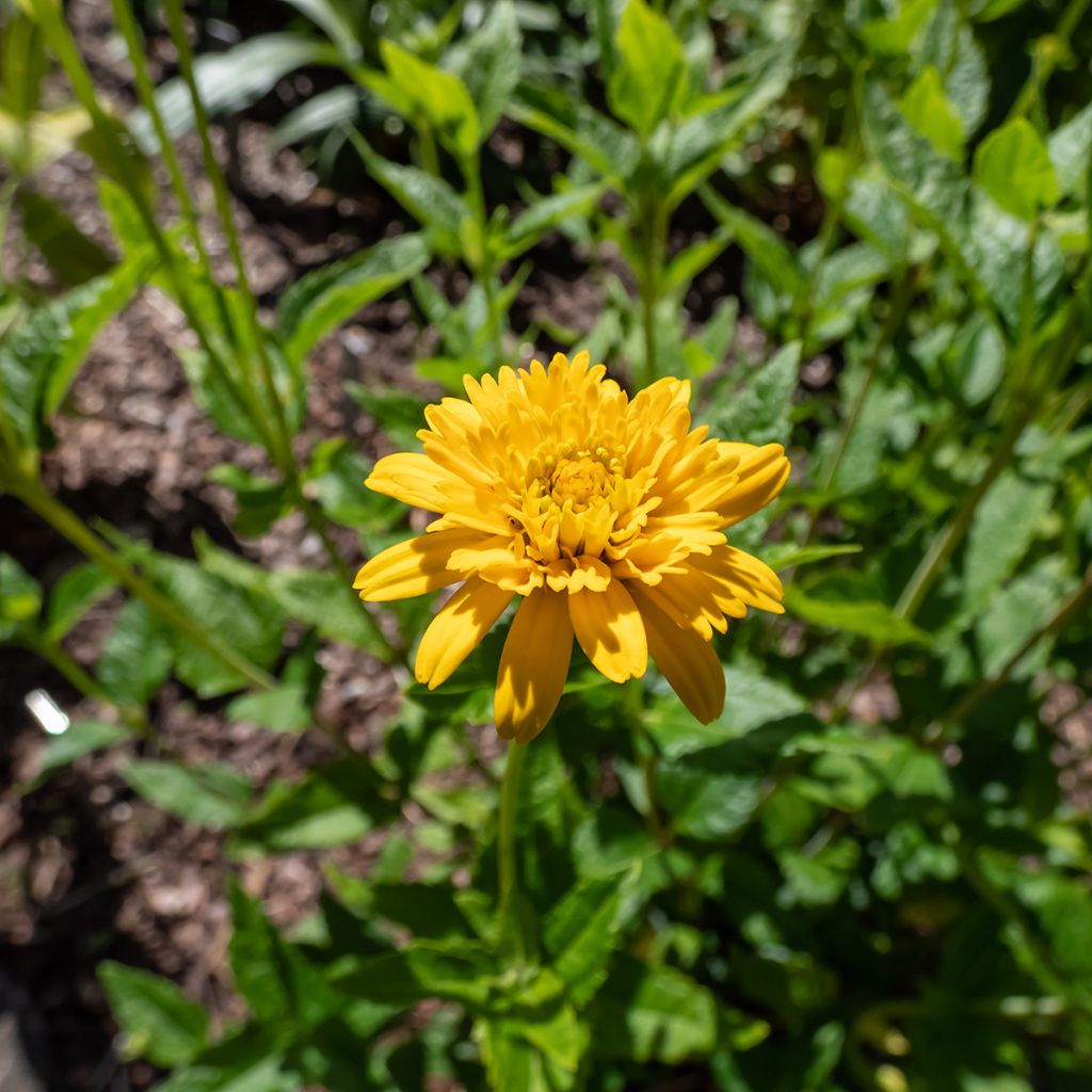 Heliopsis helianthoides Asahi